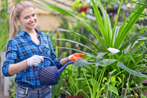 Healthy green lawn care in Enfield Town garden